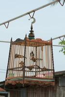 het zingen vogelstand in een kooi, koh samui eiland, Thailand foto