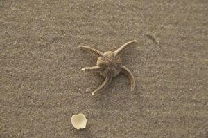 zeester Bij de strand foto