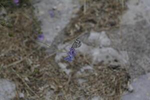 vlinders op een bloem foto