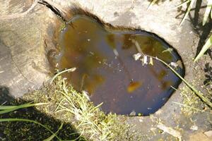 plas van water in een oud boom, reflectie in de water foto