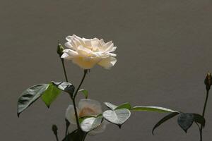 witte rozen in de tuin foto