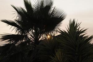 silhouet van bergen en palm boom, zonsondergang in de bergen, Spanje foto