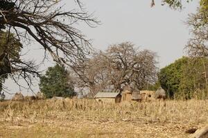 tata somba dorpen in de noorden van Benin foto