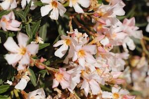 Zalm kleur oleander foto