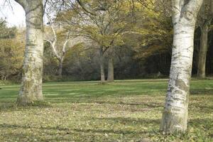 herfst kleuren in de park, Nederland foto