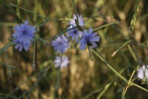 blauw cichorei bloemen foto