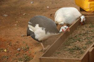 gevogelte Bij een boerderij in Benin foto