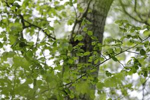 nieuw doorbladert Aan de bomen, voorjaar is in de lucht foto