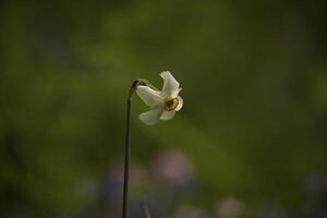 mooi gele narcis groeit in een Woud foto