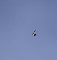 aalscholver vogel vliegen, strand in de winter, Nederland foto