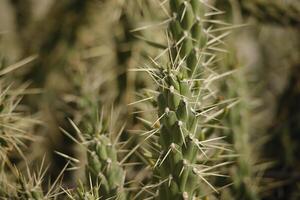 groen groot cactus stekels foto