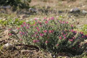 blueweed groeit in de zuiden van Spanje en heeft bloemen allemaal winter tot in de omgeving van mei foto