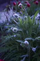 de bladeren en bloemknoppen van de papaver zijn gedekt met dauw en water druppels na de regen foto