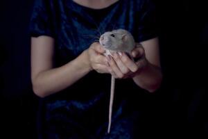 een schor Dombo Rat knuffels met haar eigenaar foto