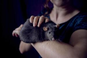een Berkshire standaard- Rat knuffels met haar eigenaar foto