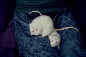 een albino standaard- Rat en albino standaard- Rat knuffels met zij eigenaar foto
