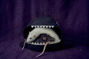 nieuwsgierig huisdier ratten rennen in de omgeving van de bed, een huis in de vorm van een haai foto