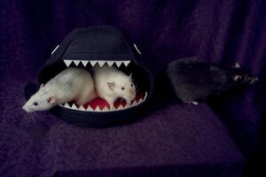 nieuwsgierig huisdier ratten rennen in de omgeving van de bed, een huis in de vorm van een haai foto