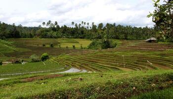 rijst- rijstvelden Aan Bali, Indonesië foto