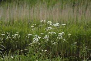 Nederlands voorjaar bloemen foto