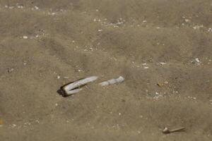 schelpen op het strand foto