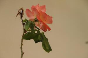 roze roos Bij een wit achtergrond foto