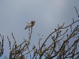 migrant vogelstand in een boom, fauna in de zwanenwater natuur reserveren in noorden Holland, de nederland. veel van verschillend vogelstand naar zien. foto