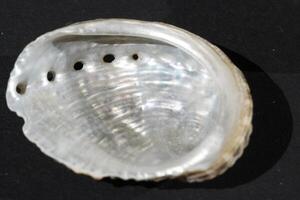 abalone zee schelp foto