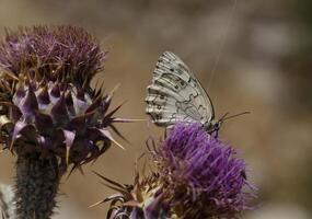 vlinder Aan een distel in natuur foto