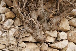 wortels van een boom groeit binnen een steen muur foto