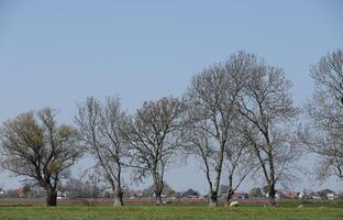 Nederlands landschap, bomen Aan een Rechtdoor lijn foto