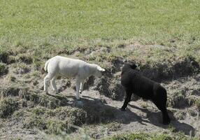 schapen en lammeren in de weide in de Nederland foto