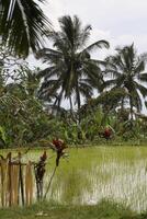 rijst- rijstvelden Aan Bali, Indonesië foto