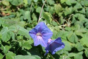 blauw wild bloemen foto