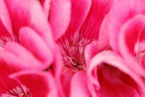 dichtbij omhoog van een roze geranium of pelargonium foto