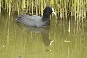 Euraziatisch koet, water vogel foto