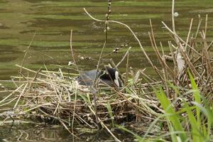 Euraziatisch koet, water vogel foto