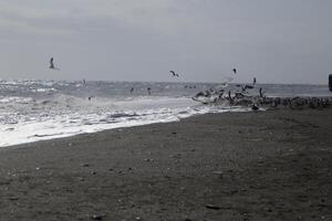 meeuwen Bij de strand en in de lucht foto