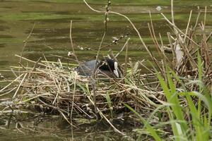 Euraziatisch koet, water vogel foto