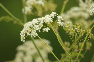 witte wilde bloemen foto