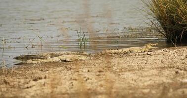 krokodil in pendjari nationaal parc in Benin foto