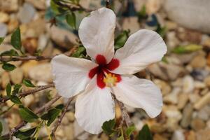 wit rood hibiscus bloem foto