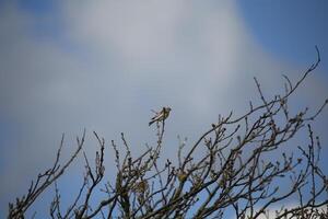 migrant vogelstand in een boom, fauna in de zwanenwater natuur reserveren in noorden Holland, de nederland. veel van verschillend vogelstand naar zien. foto