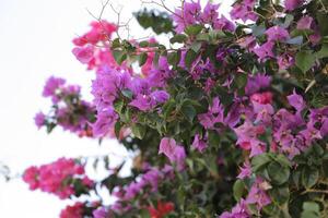 bougainvillea met roze en Purper bloemen foto