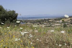 wilde bloemen in Griekenland, Lefkada foto