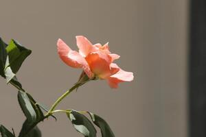 roze roos in de tuin foto