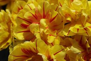 bloeiend zijpe evenement, waar u kan nemen een wandelen door de tulpen en andere bloem lamp velden foto