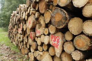 hout voor de winter seizoen foto