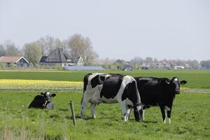 nieuwsgierig koeien in de weide, Nederland foto