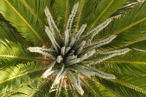 sago palm boom foto